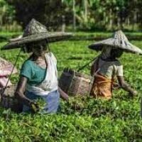 Assam Tea Garden workers’ wages to get hiked from 1st October 