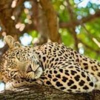 Bannerghatta Biological Park all set to start leopard safari in Bengaluru 