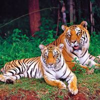 Karnataka government scraps two new safari rides at Nagarahole Tiger Reserve