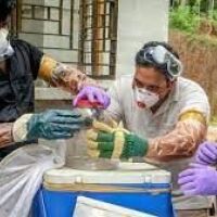 Maharashtra issues alert and precautionary measures on Nipah Virus Outbreak 