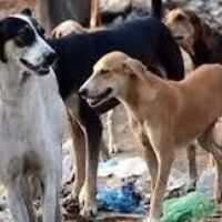 Panvel Municipal Corporation launches Rabies Clinics  