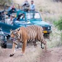 Safaris in core areas of R’bore, Sariska tiger reserves to be shut during monsoon from 1st July 