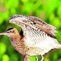 Second Sundarbans bird festival to be held from 17th January 2024 in Kolkata