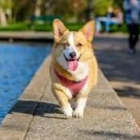 Swiggy introduces 'Paw-ternity' policy to support employees on pet care