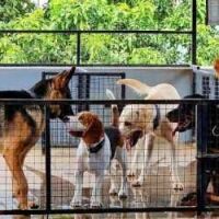 Third dog shelter to open in Coimbatore on 7th December