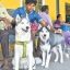Deadline for microchipping pet dogs extended to 14th December in Chennai 